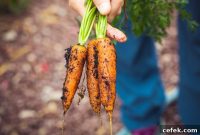 USDA Certified Organic: What It Means and Is It Healthier?