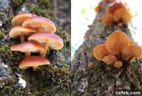 Foraging Wild Enoki (Flammulina velutipes): Identification & Tips