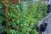 Grow Raspberries at Home: A Practical Guide for More Fruit