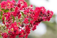 Planting More Crepe Myrtles: Tips for Thriving Summer Blooms
