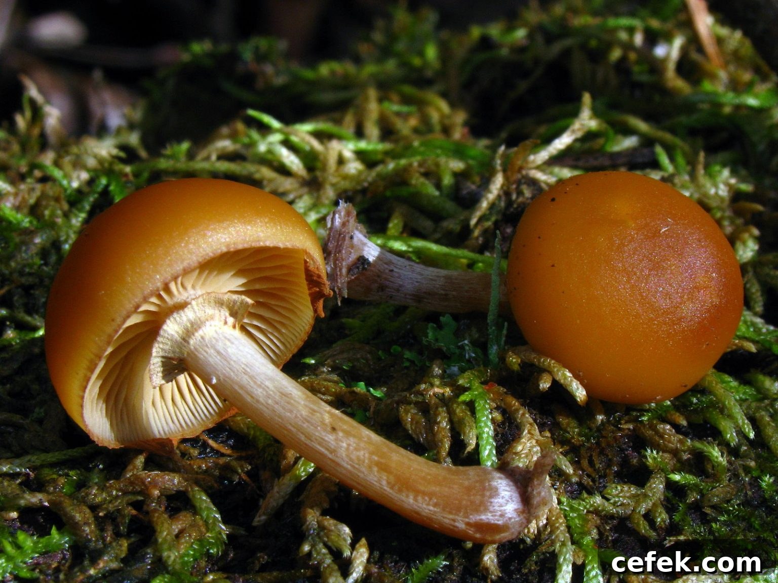 Galerina marginata or deadly galerina
