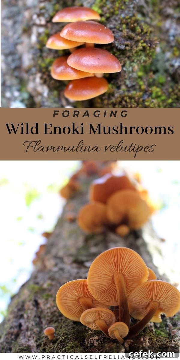 Foraging Enoki Mushrooms