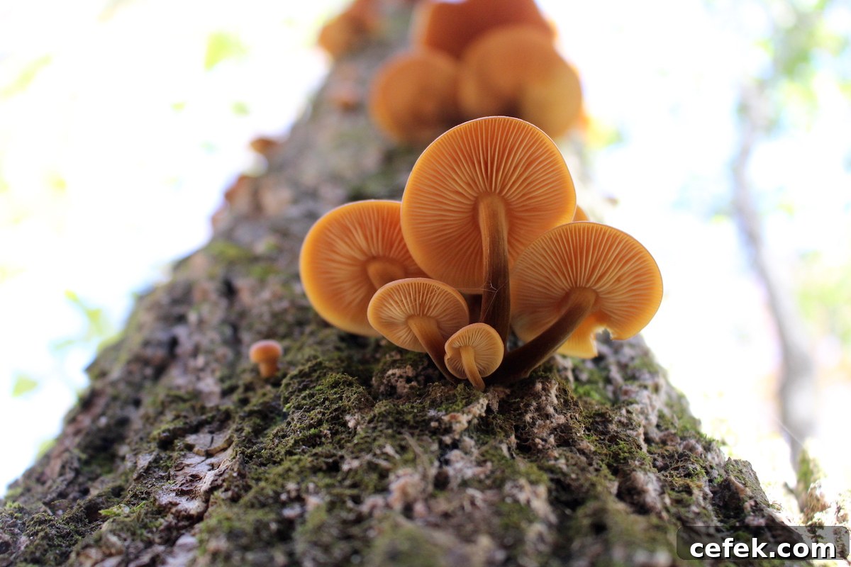 cluster of wild enoki mushrooms