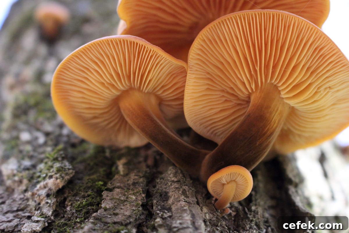 Enoki Gills and Stem