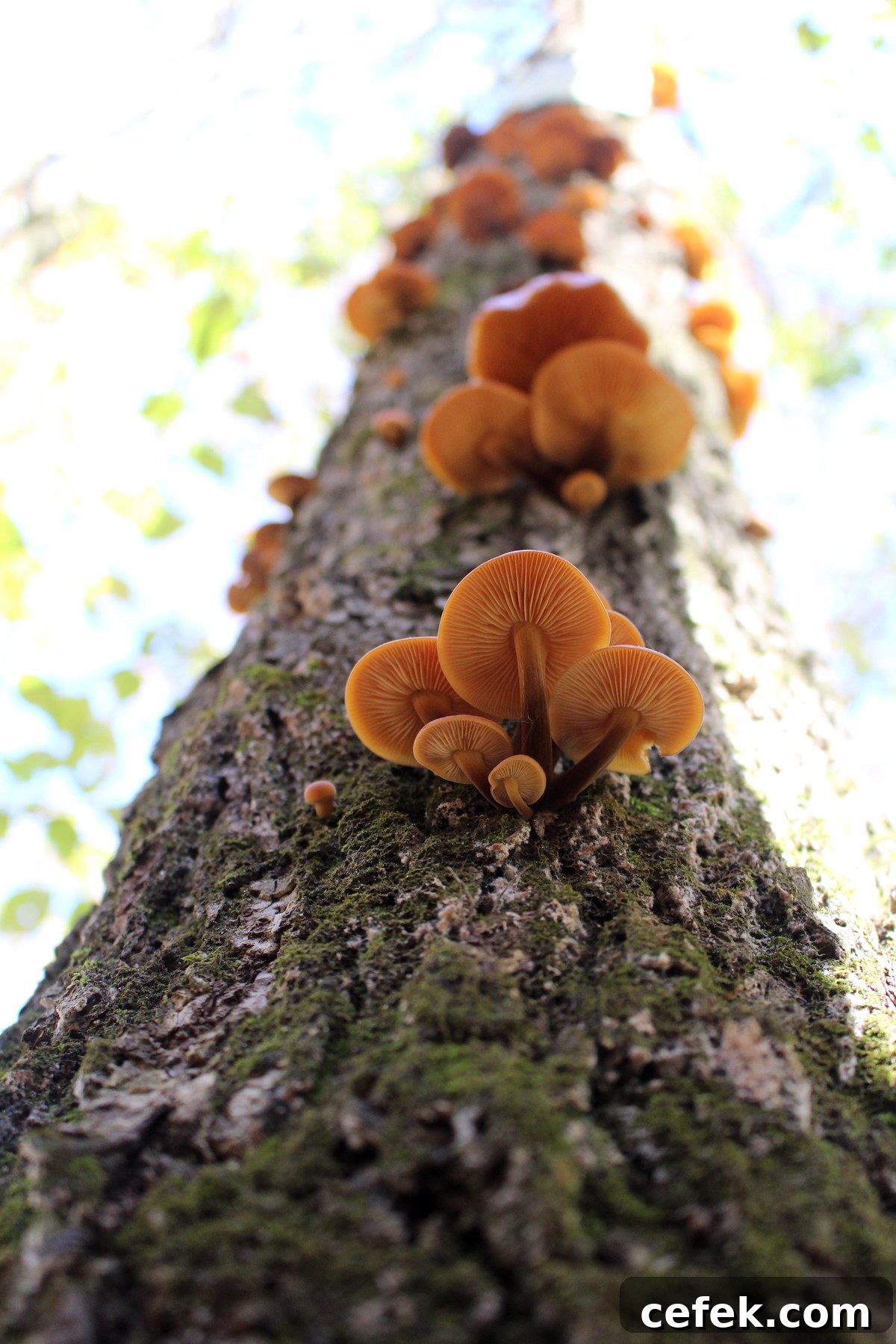Enoki Cluster