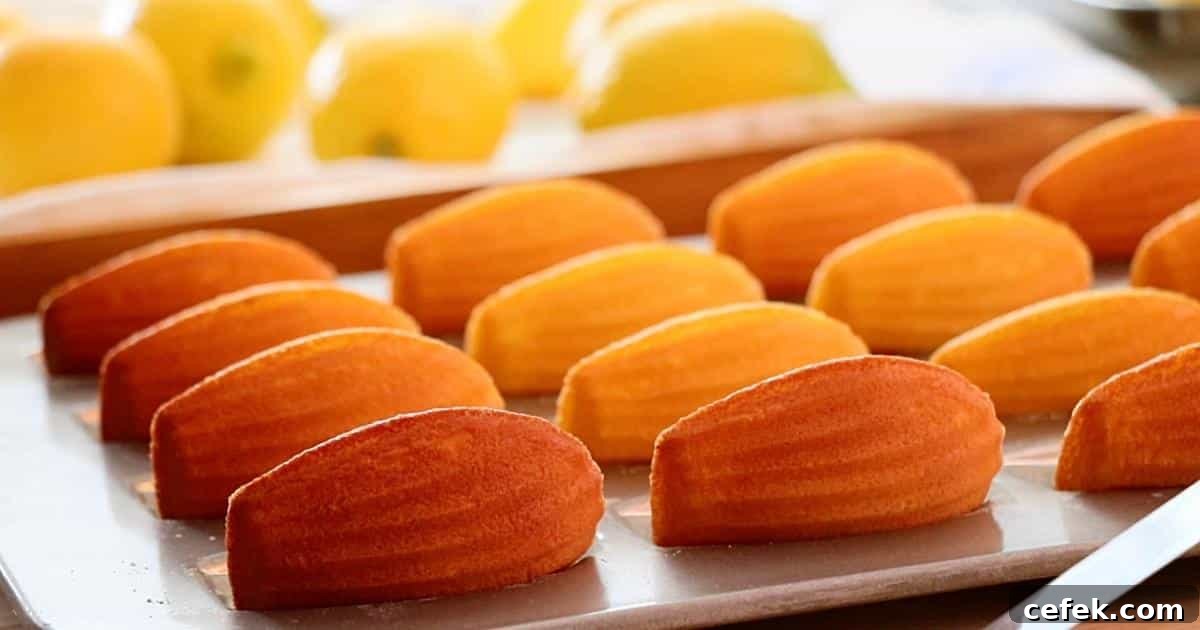 lemon madeleines cooling on top of a pan