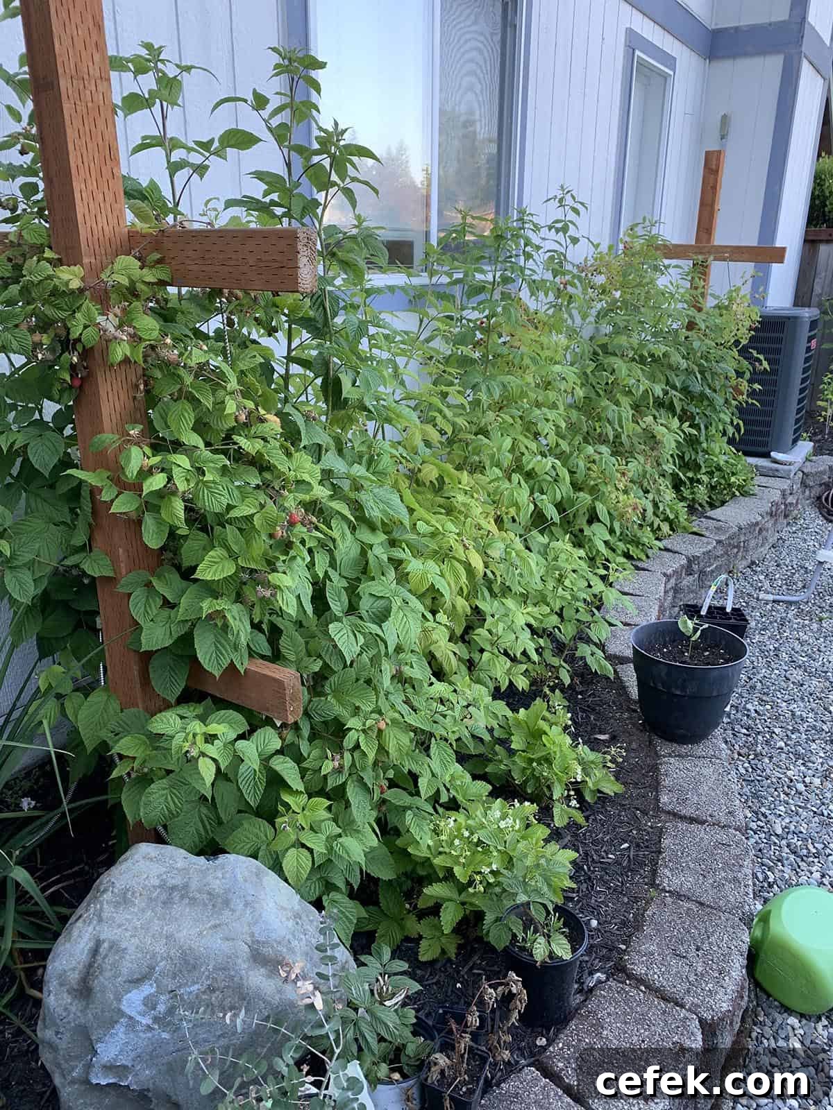 A row of raspberry plants on a trellis. 