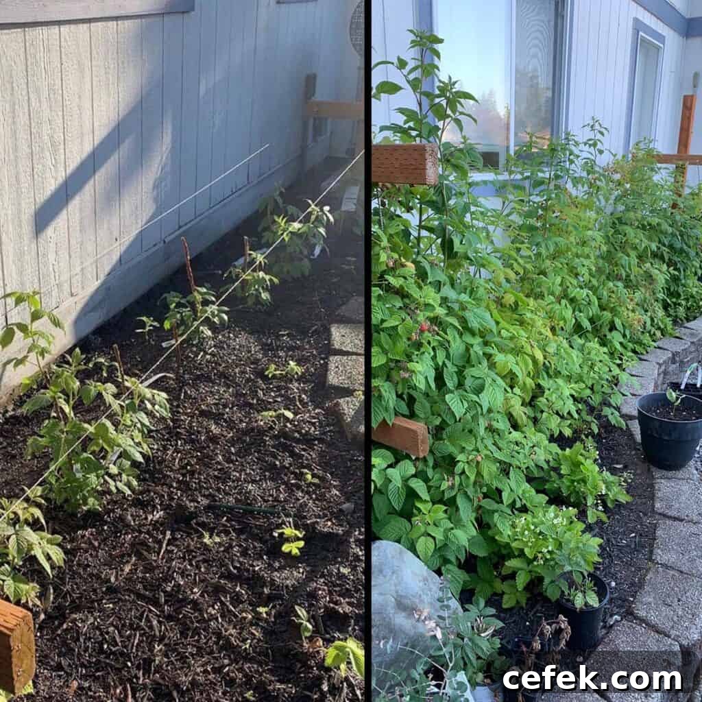 Side by size image of raspberry plants when they are small and newly plated and after a year of growth. 