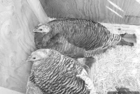 Why Raise Heritage Turkeys: Benefits, Costs and Care