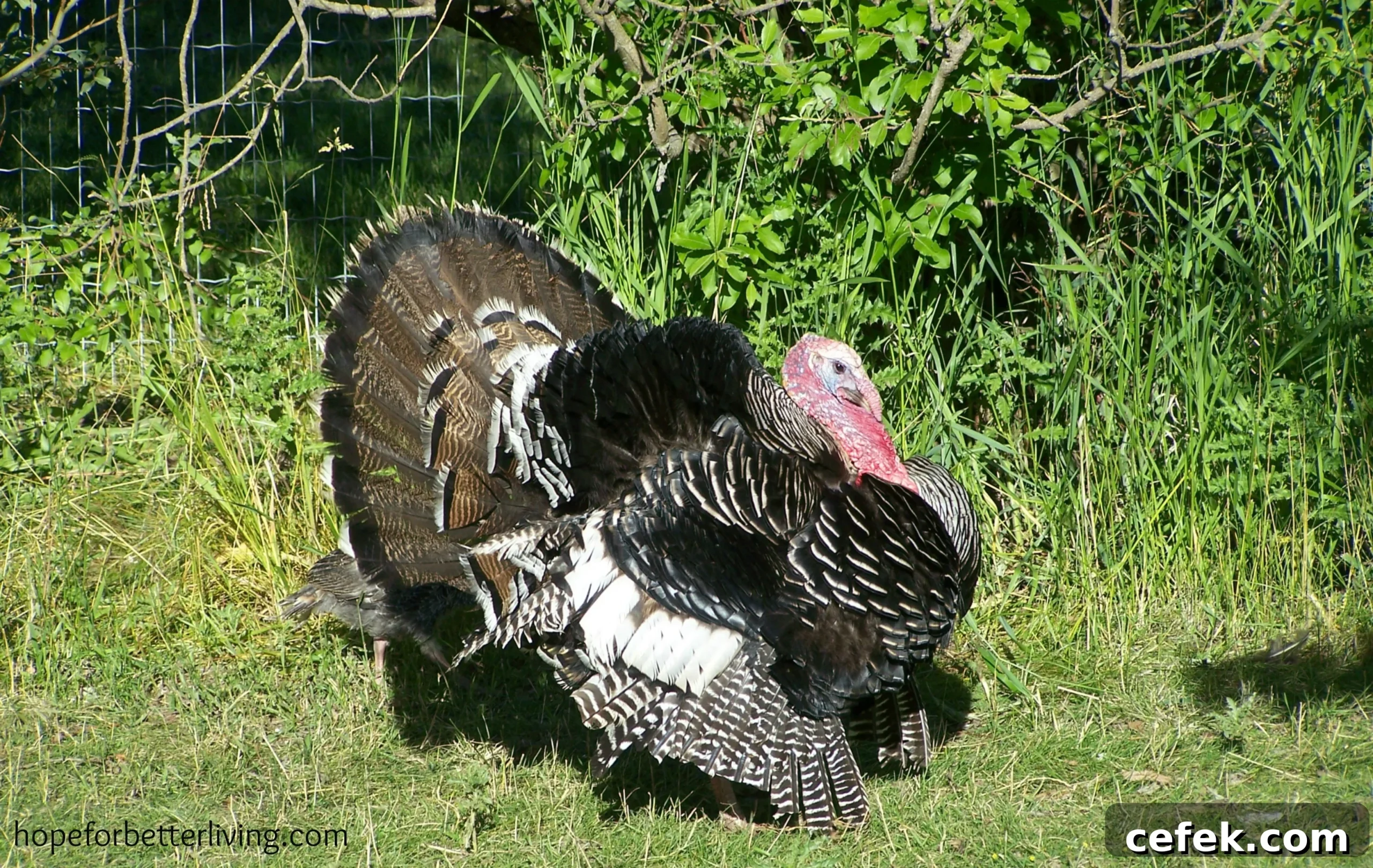 Why Raise Heritage Turkeys: Benefits, Costs and Care 2 img 4433 1 scaled
