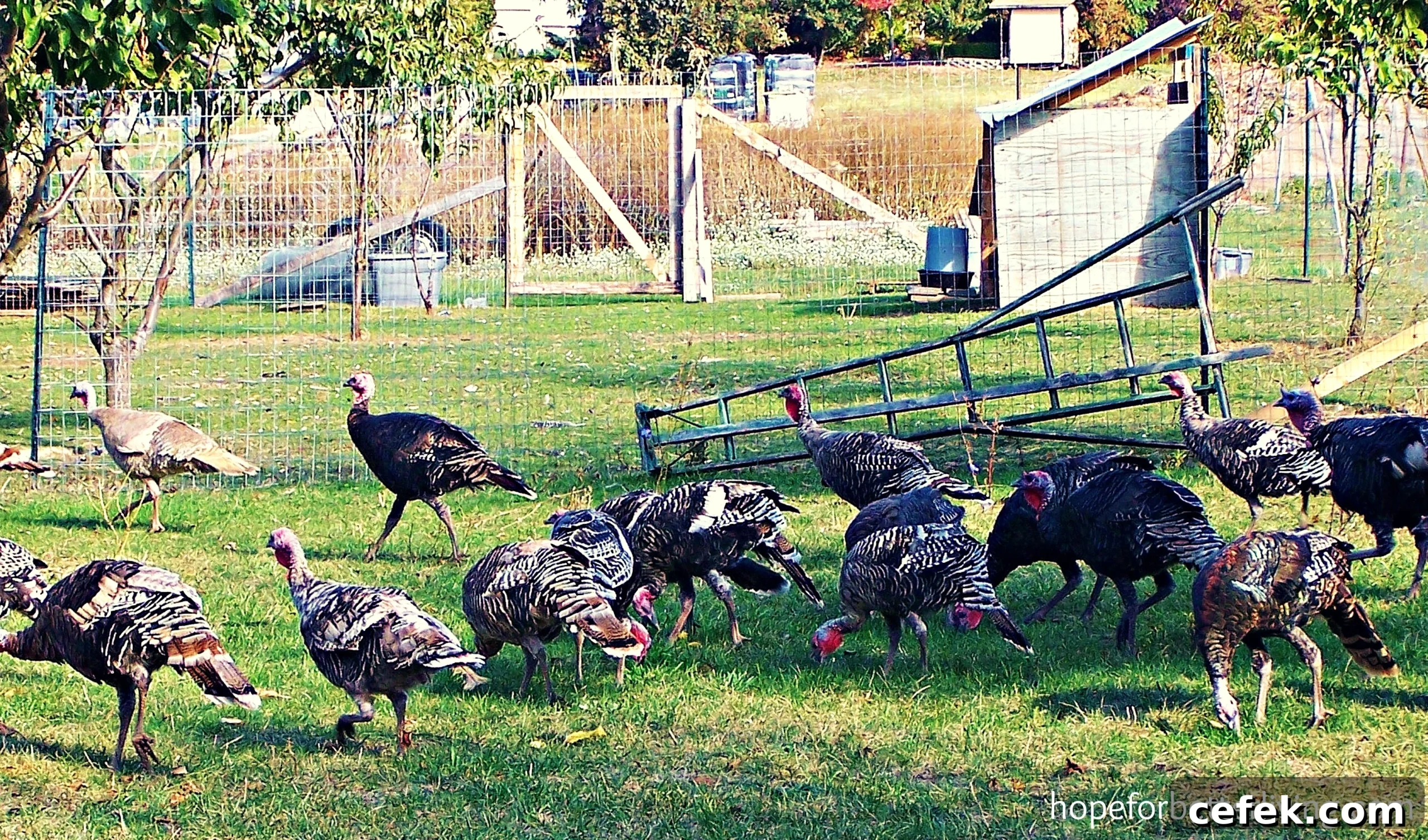 Why Raise Heritage Turkeys: Benefits, Costs and Care 4 Learn about the heritage turkeys with its strong survival instincts and ability to propagate on the land!