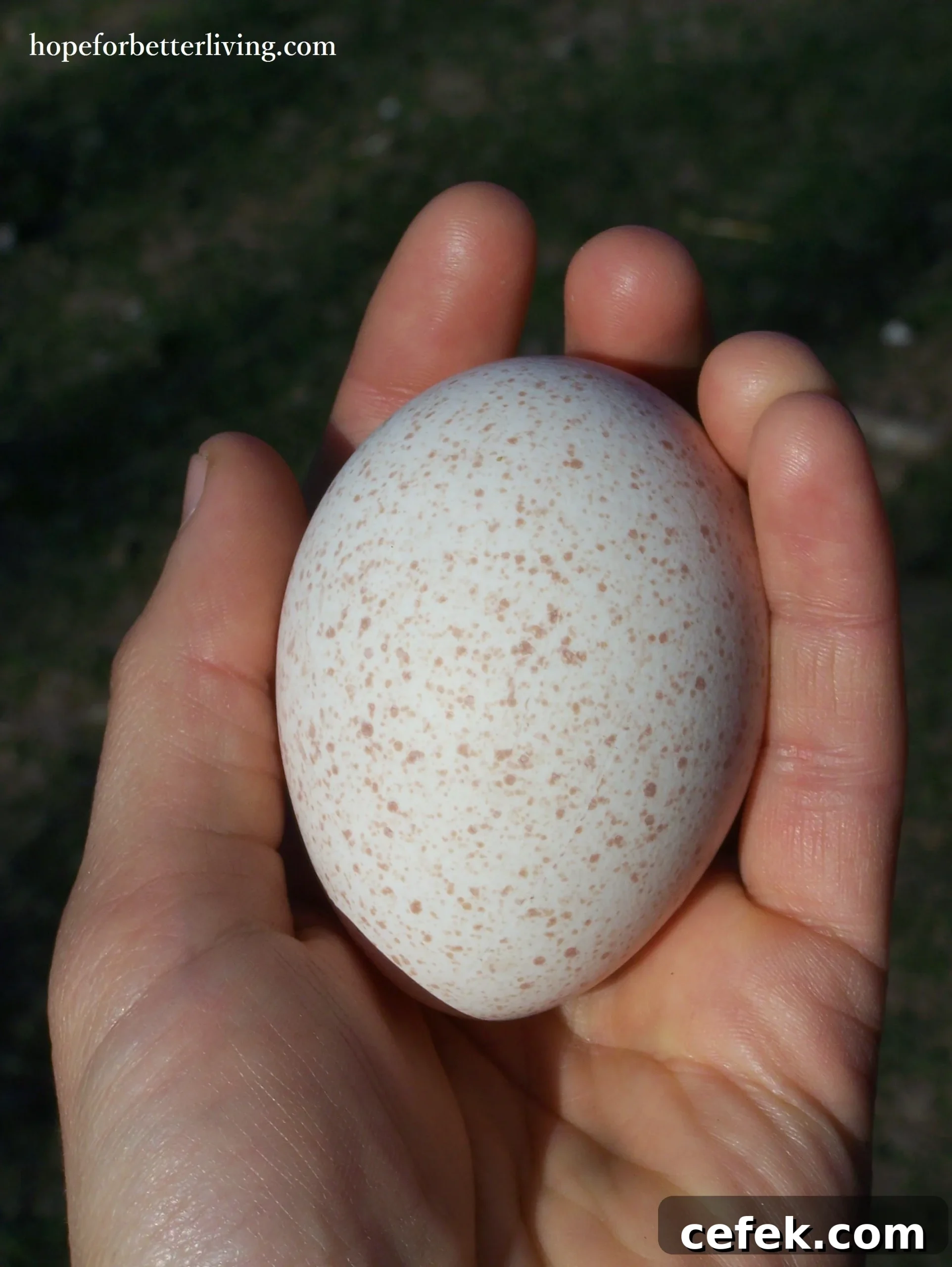 Why Raise Heritage Turkeys: Benefits, Costs and Care 5 Learn about the heritage turkeys with its strong survival instincts and ability to propagate on the land!