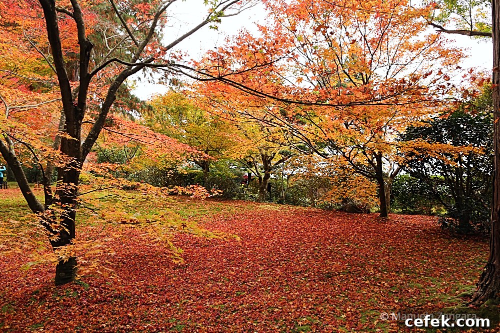 Ohara, Japan: Complete Travel Guide to Sights, Food & Culture 7 img 35425 12