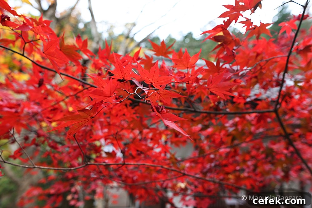 Ohara, Japan: Complete Travel Guide to Sights, Food & Culture 3 img 35425 3